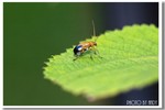 CRW_3638