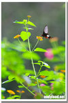 CRW_5912