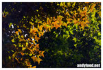 CRW_8184