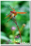 CRW_9508-1