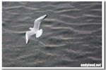 CRW_3413