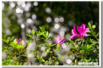 CRW_4602