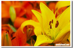 CRW_4811