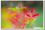 CRW_4845