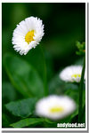 CRW_4915