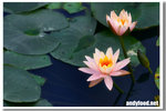 CRW_2881