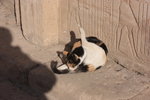 IMG_1499