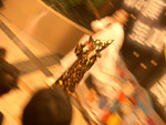 CIMG6264