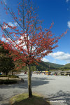 CKY_6807