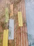 快要七夕, 學生在五色許願紙條上面寫上自己的願望，並掛在竹子上面
