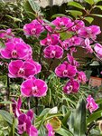 Phalaenopsis