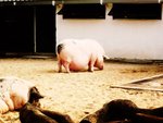 Fat pig!