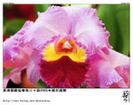 加多利亞蘭-Cattleya