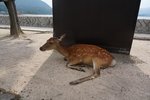DSC02316