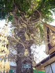 0132 柬埔寨之旅 2007