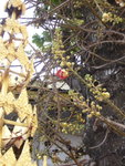 0133 柬埔寨之旅 2007
