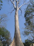 0560 柬埔寨之旅 2007