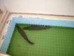 0631 柬埔寨之旅 2007