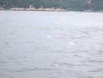 0028 中華白海豚大澳魚鄉加昂平吊車一天遊
