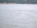 0029 中華白海豚大澳魚鄉加昂平吊車一天遊