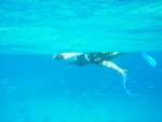 0155 Egypt Day 3 Snorkeling