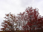 DSC05354