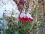 DSC06088