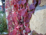 DSC06091