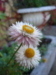 DSC06093