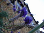 DSC06094