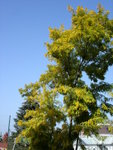 DSC06099