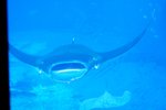 00148 okinawa