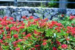00156 okinawa