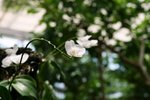 00174 okinawa
