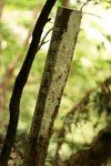 00239 okinawa