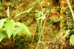 00241 okinawa