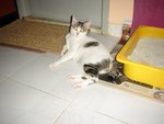 bobo1
