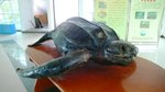 海龜標本