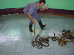 0122 泰國之旅 毒蛇研究中心
