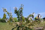 DSC02236