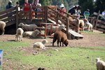 DSC02238
