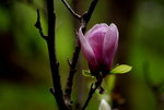 Fl0032