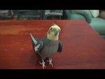 sing01