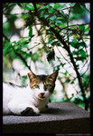 streetcat01