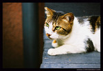 streetcat03