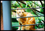 streetcat04