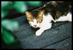 streetcat05