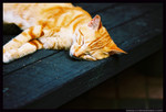 streetcat06
