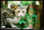 streetcat07
