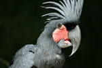Cockatoo